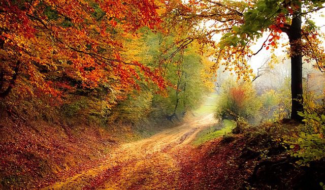 photo of Autumn road for car shipping seasons